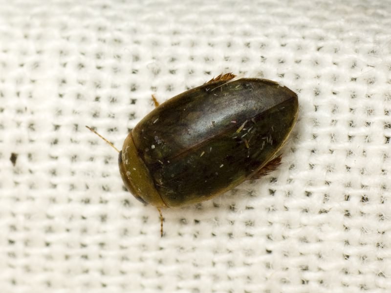 Laccophilus minutus (Linnaeus, 1758)